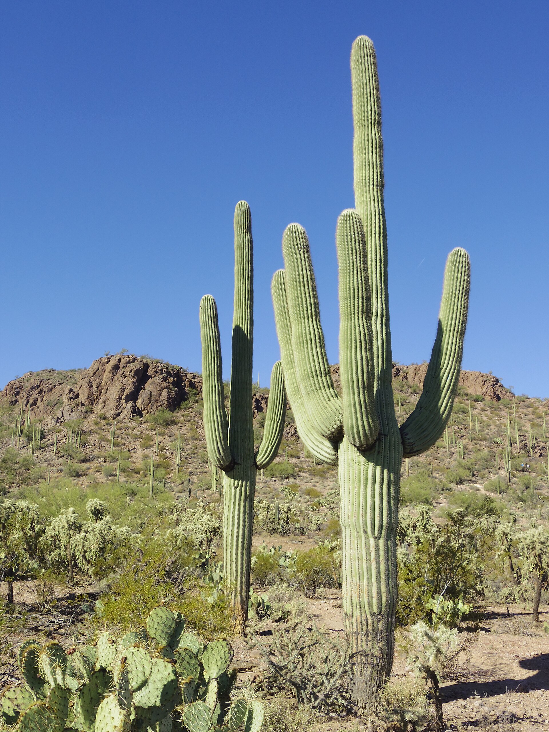 Saguaro cactus in the Sonoran desert near Tucson under intense summer sun, the climate that strains refrigeration