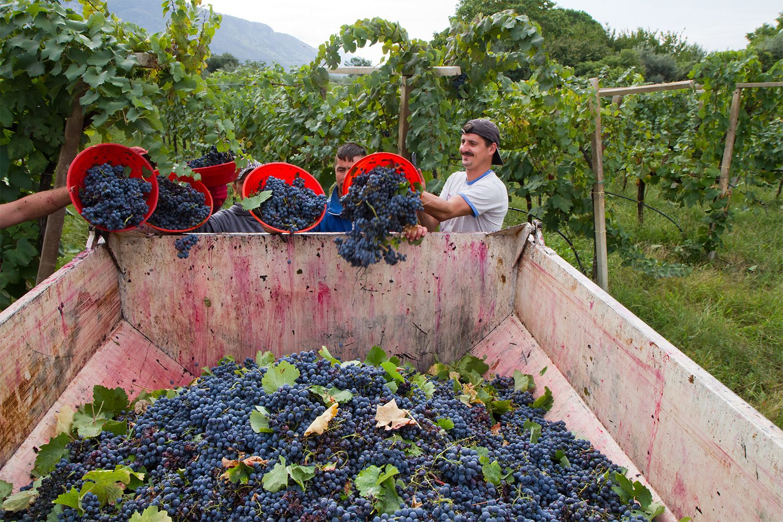 Crates of freshly harvested wine grapes in an inland valley, the kind of crop Escondido and the San Pasqual Valley still grow