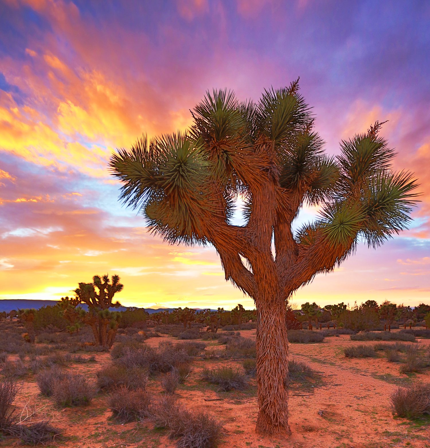 Joshua tree at sunset in the Mojave high desert outside Lancaster, California, the trademark landscape of the Antelope Valley