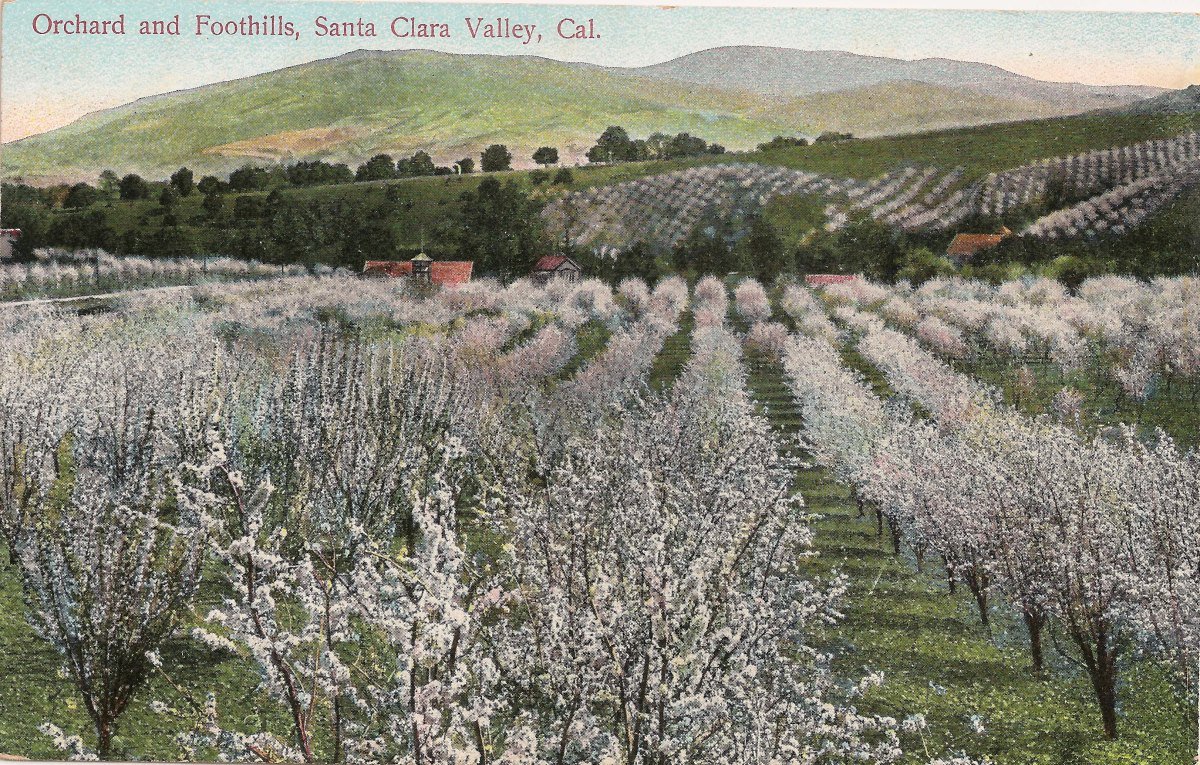 Blossoming Santa Clara Valley orchard, the Valley of Heart's Delight heritage of the Sunnyvale area served by KryoFridge