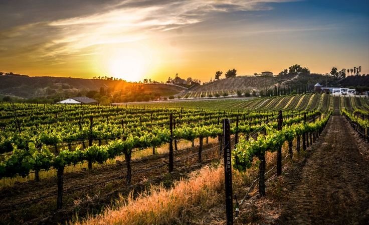Temecula Wine Country vineyard rows glowing in the late summer sun, when inland valley heat strains refrigeration