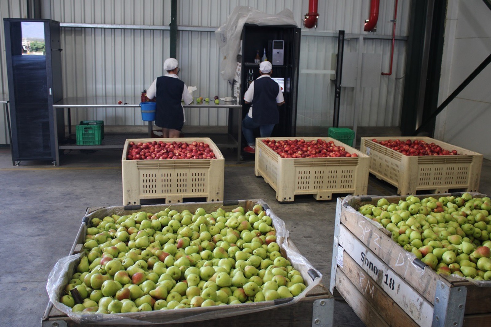 Fresno County packhouse with crates of stone fruit staged for overflow cold storage in a refrigeration trailer
